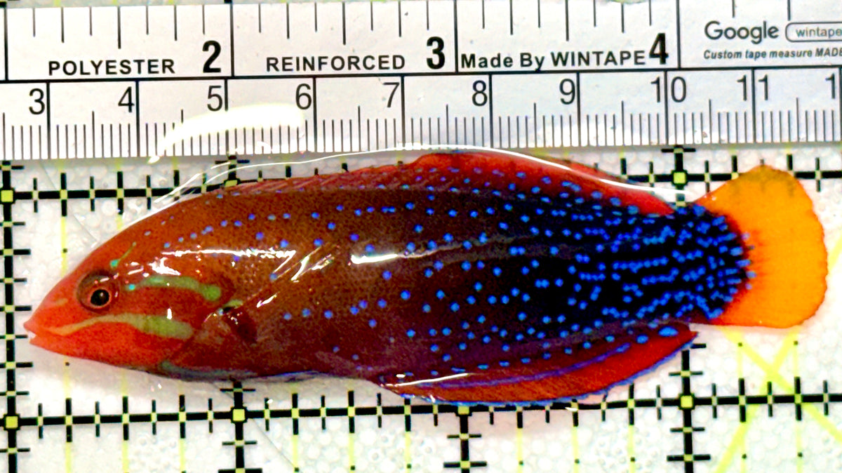 African Red Clown Coris Wrasse Adult ARCW100401 WYSIWYG Size: S 3.5" approx