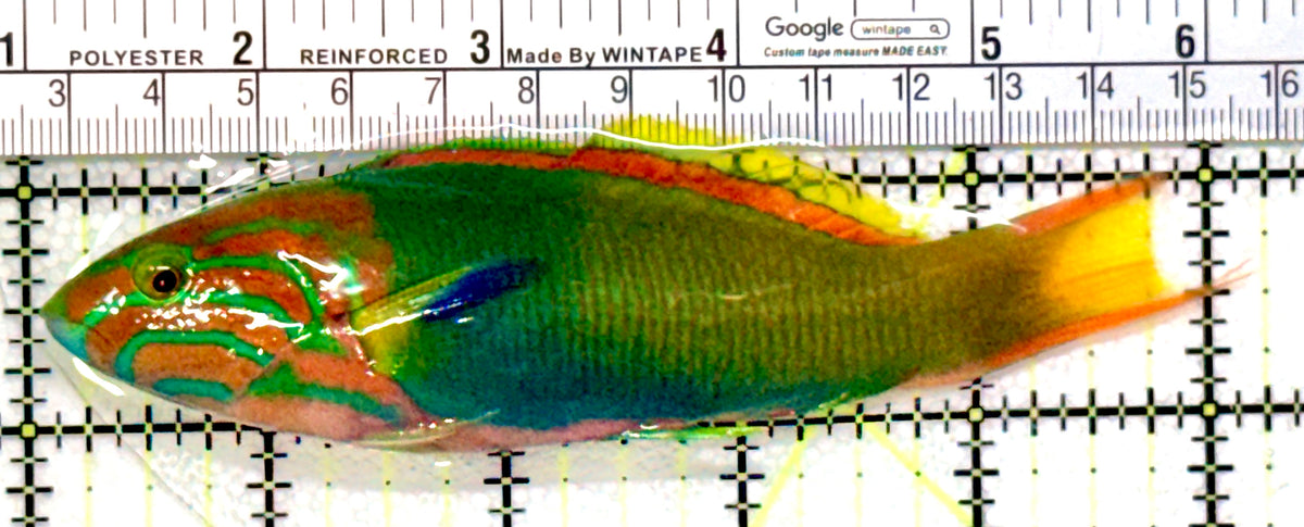 Lime Wrasse (Male Banana Wrasse) LW100401 WYSIWYG Size: L 5.25" approx