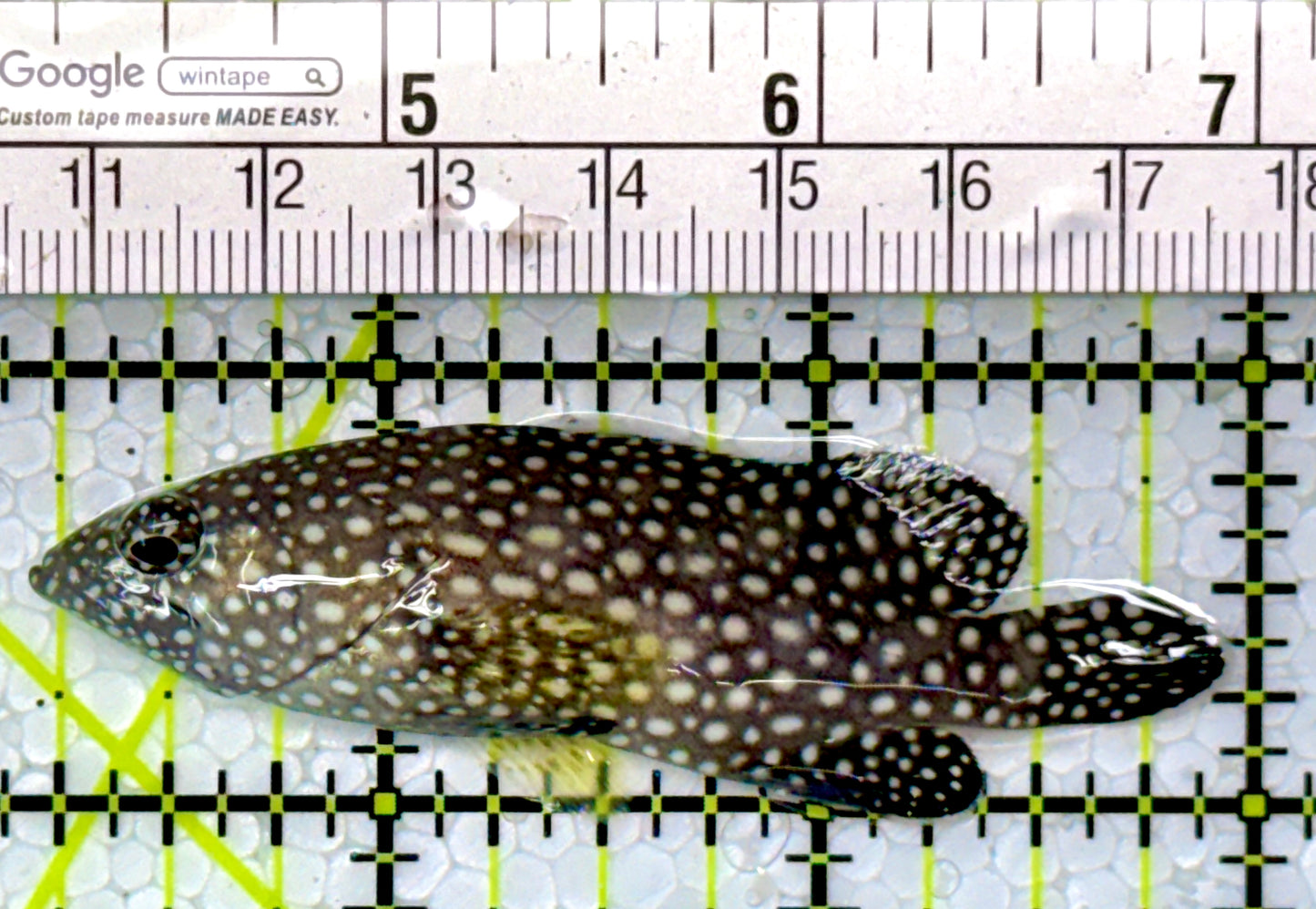 White Spotted Grouper WSG111002 WYSIWYG Size: M 2.75"