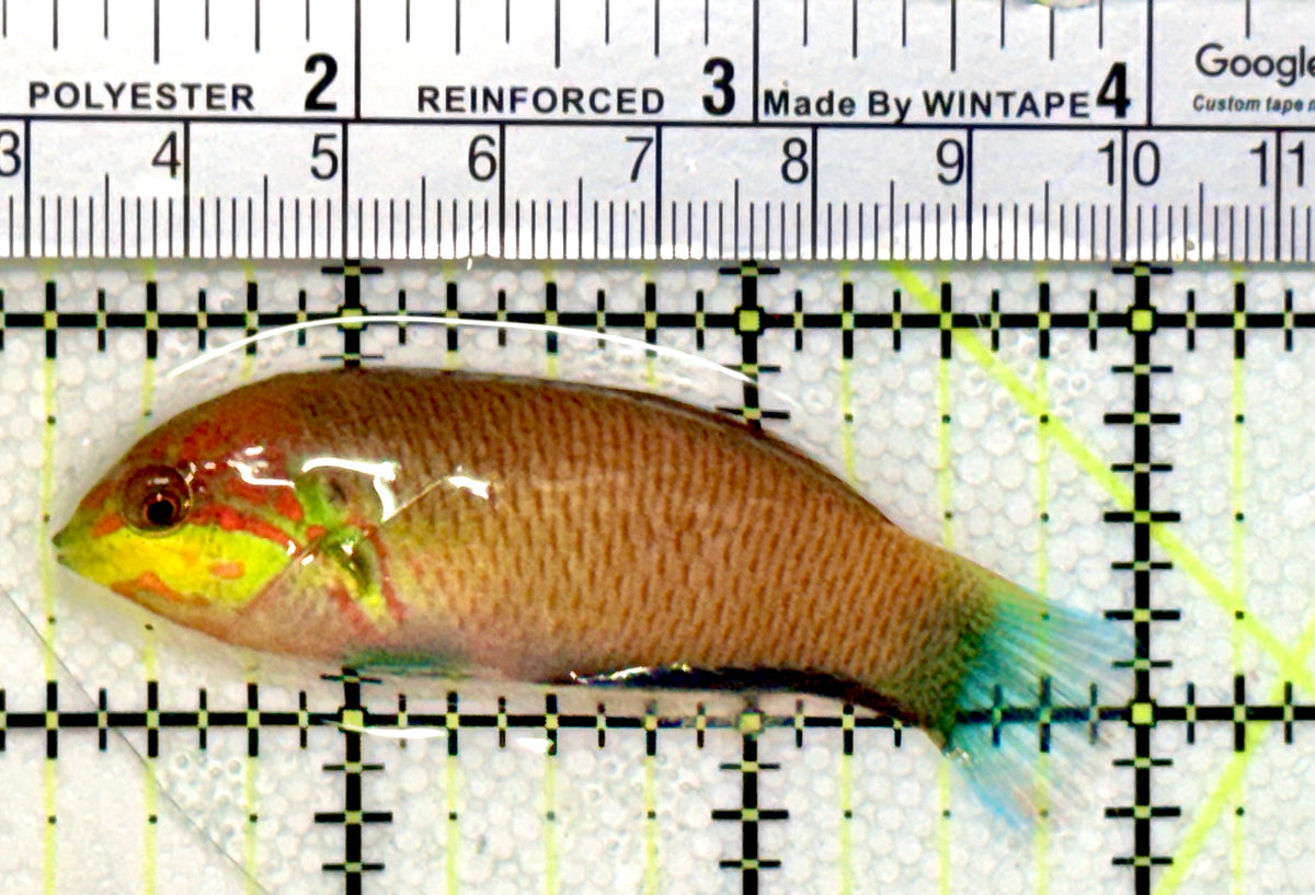 Moyer's Leopard Wrasse MLW100401 WYSIWYG Size: L 2.75" approx