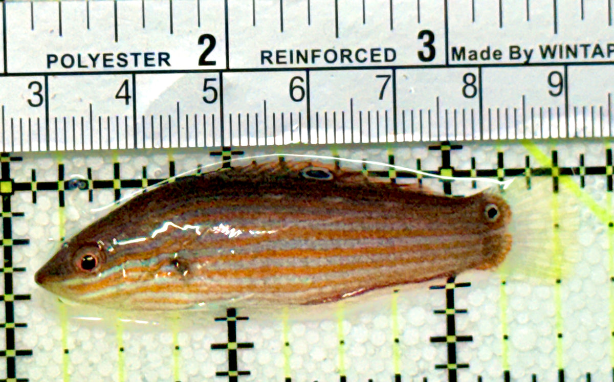 Melanurus Wrasse MW100401 WYSIWYG Size: M 2.5" approx
