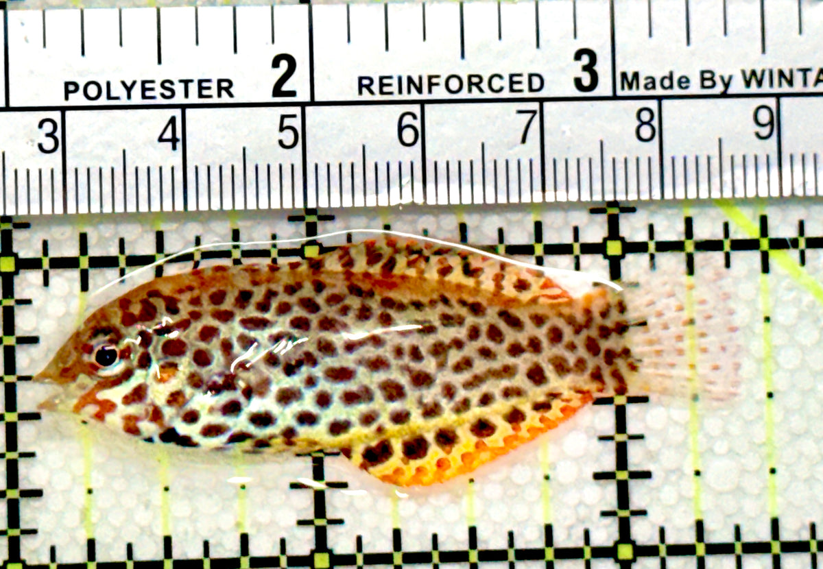 Meleagris Leopard Wrasse MLW100401 WYSIWYG Size: M 2.5" approx