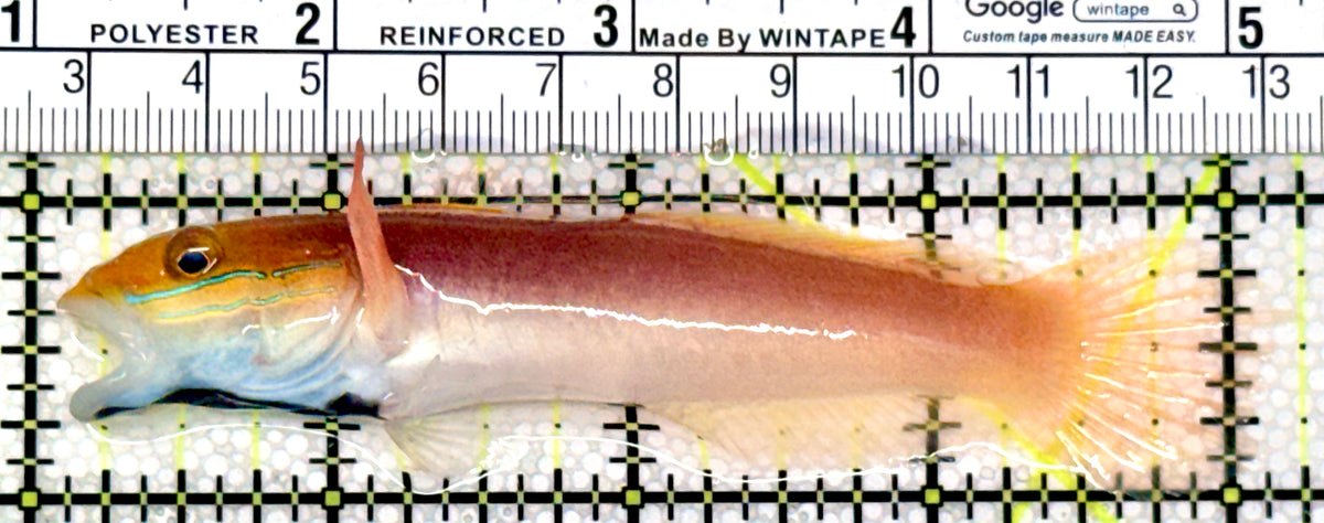 Bella Rose Sand Shifting Goby BRSSG100401 WYSIWYG Size: L 4" approx