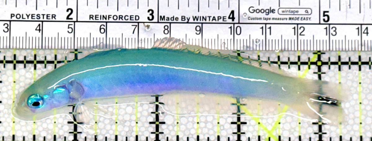 Blue Gudgeon Dartfish Goby BGDG100401 WYSIWYG Size: XXL 4" approx