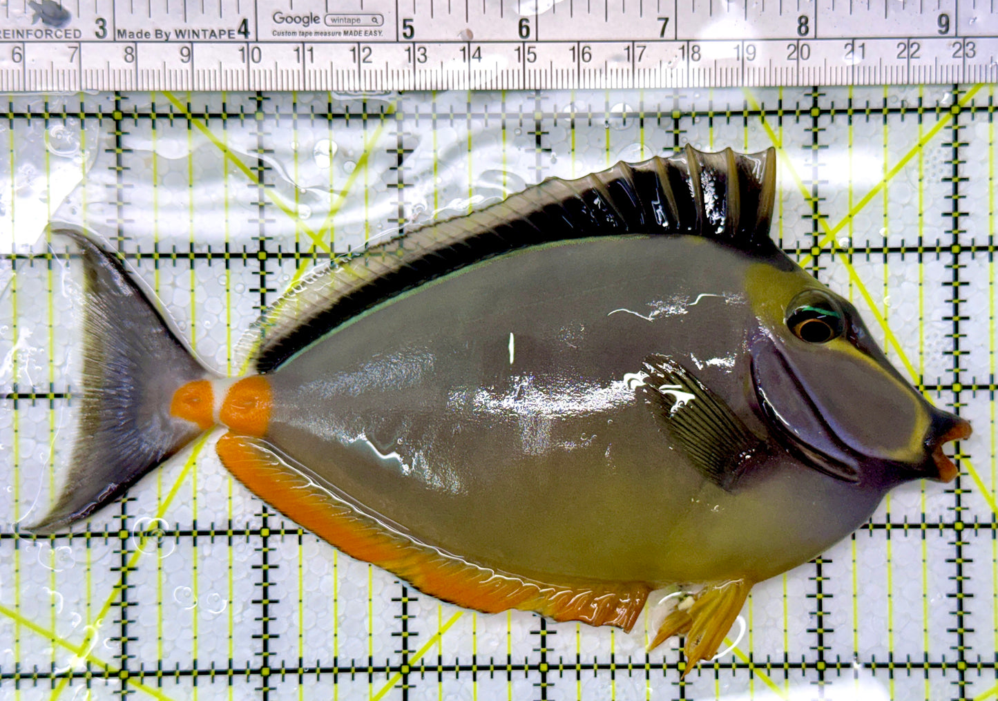 Naso Tang NT111006 WYSIWYG Size: XL 6.75"