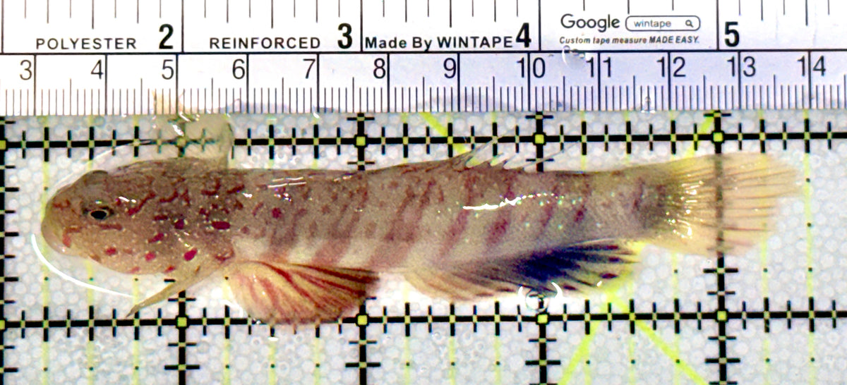 Pink Spotted Watchman Goby PSWG100401 WYSIWYG Size: XL 4.25" approx