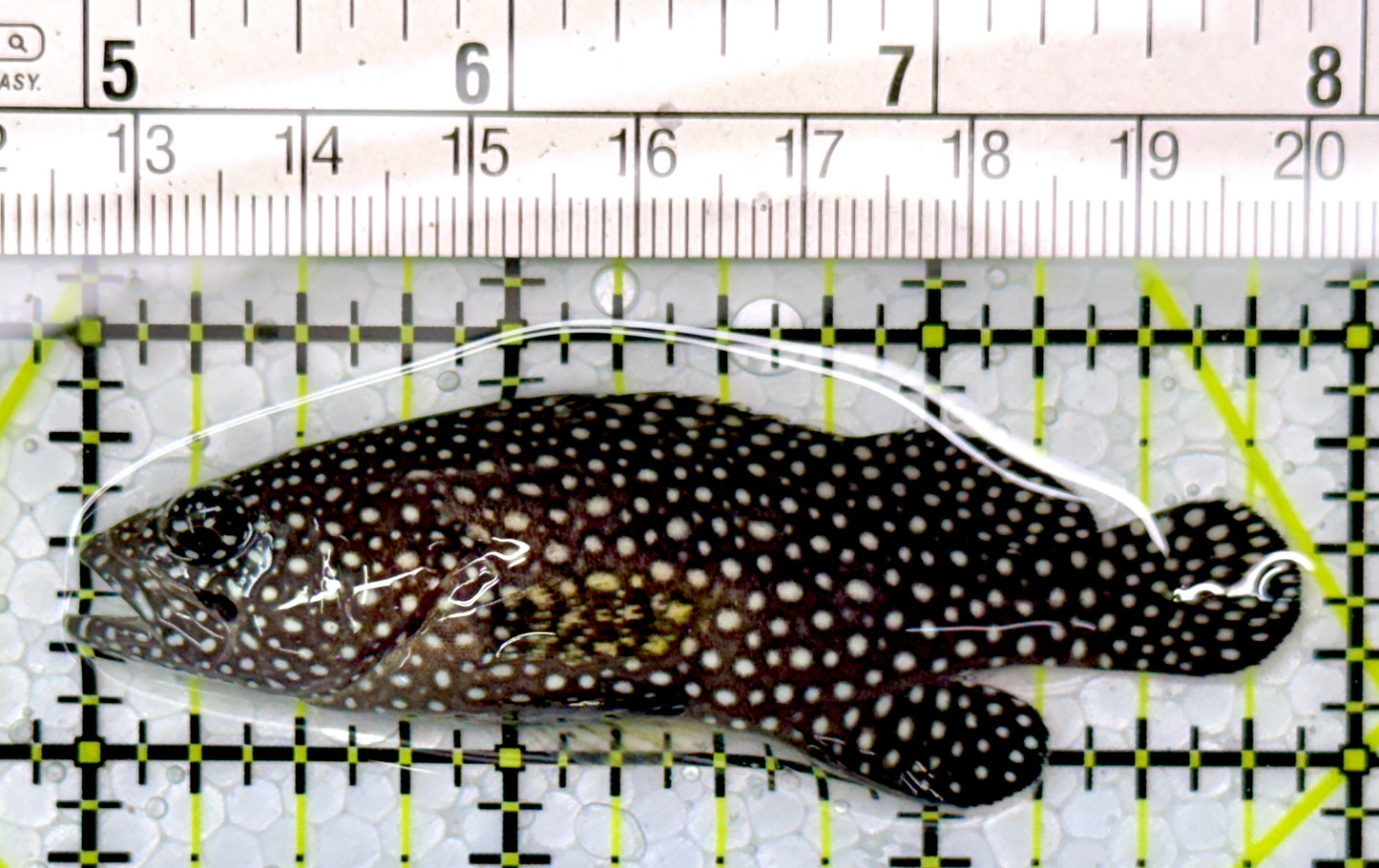 White Spotted Grouper WSG111003 WYSIWYG Size: M 3"