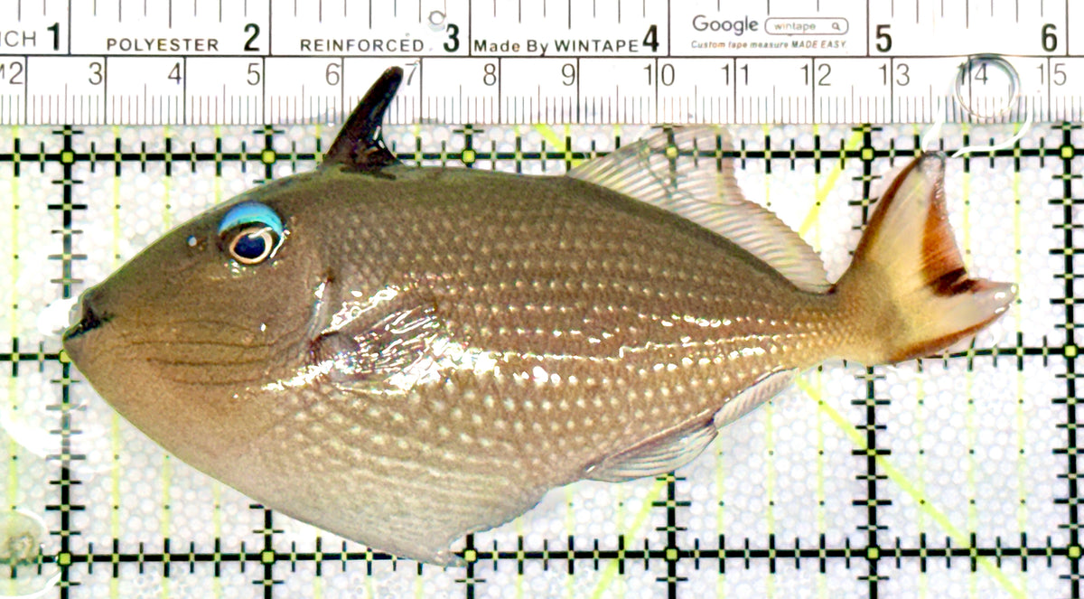 Female Blue Throat Triggerfish (Reefsafe) FBTT100401 WYSIWYG Size: L 4.75" approx