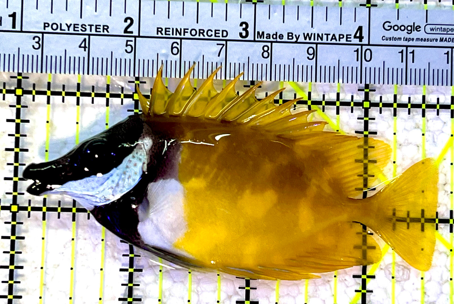 Onespot Foxface OF120801 WYSIWYG Size: M 3.5"