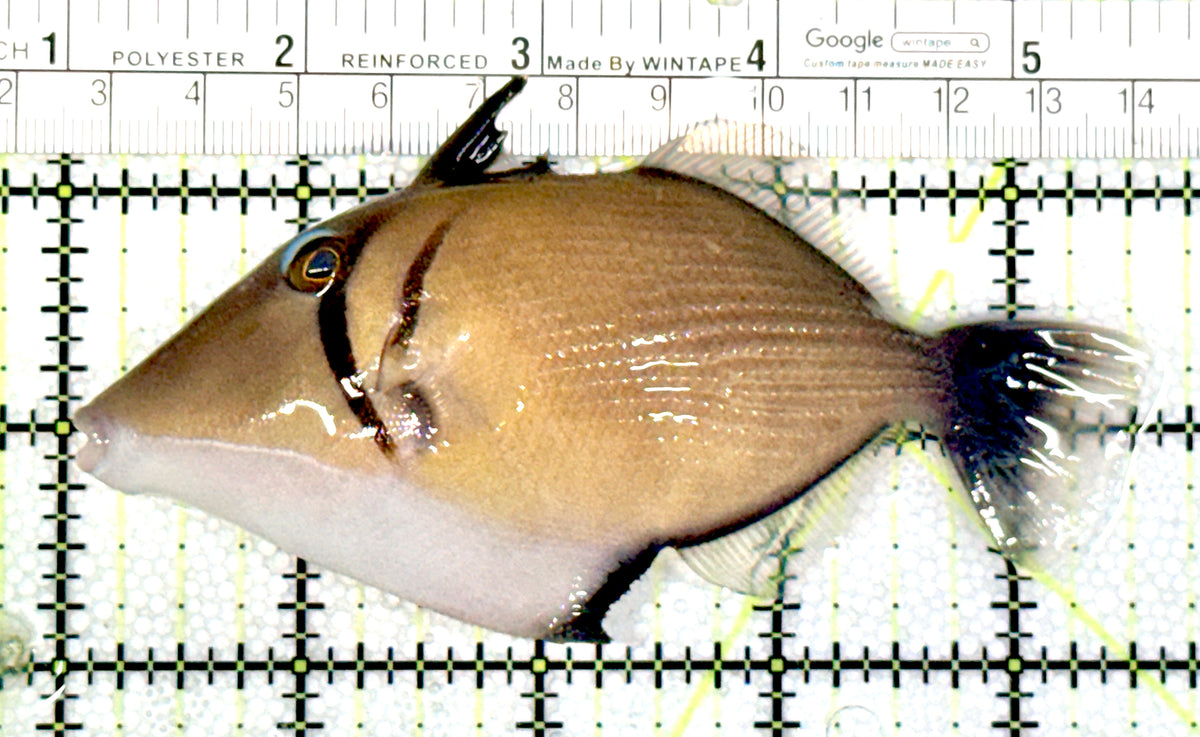 Lei Boomerang Triggerfish LBT100401 WYSIWYG Size: L 4.5" approx