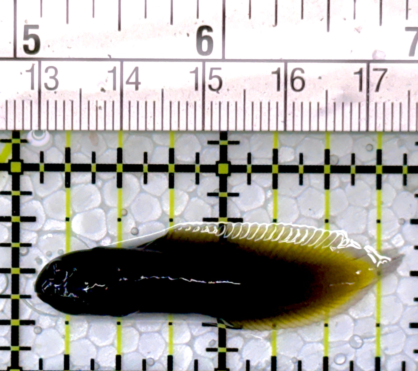 Goldentail Combtooth Blenny GCB111002 WYSIWYG Size: 1.75"