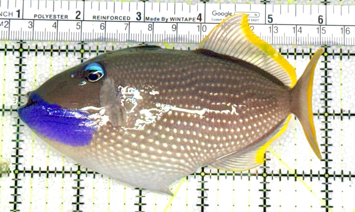 Male Blue Throat Triggerfish (Reefsafe) MBTT100401 WYSIWYG Size: XL 5.25" approx
