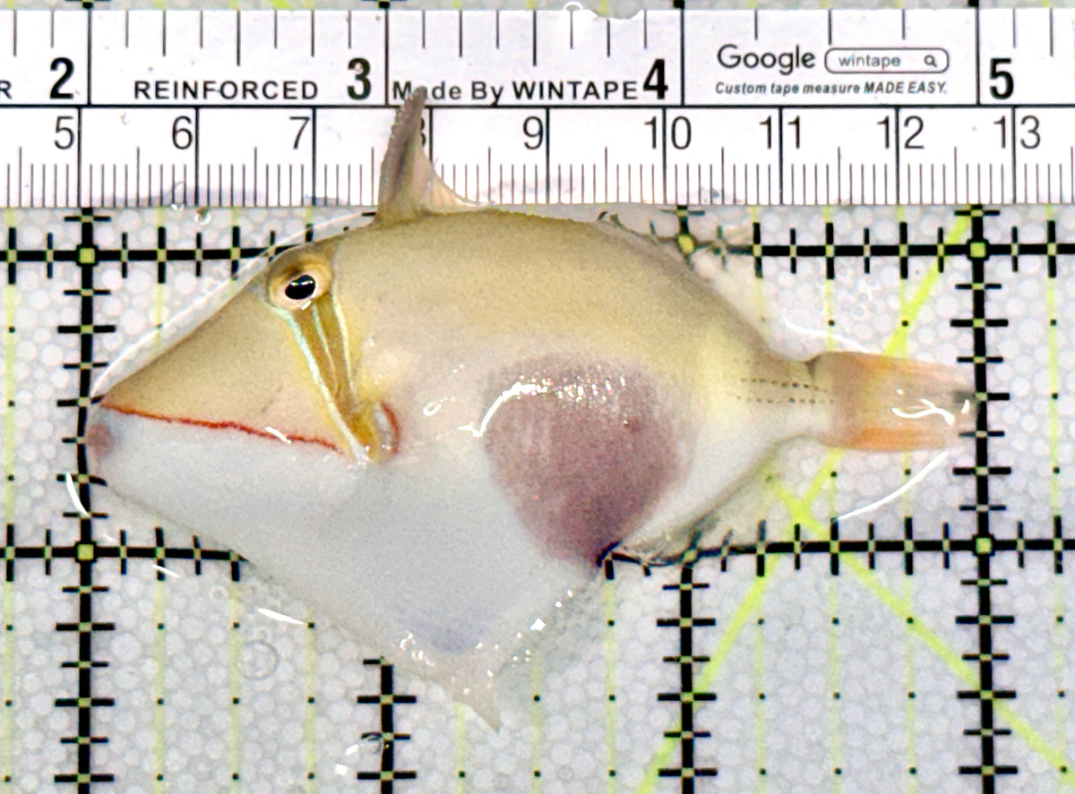 Bursa Triggerfish BT100401 WYSIWYG Size: M 3" approx