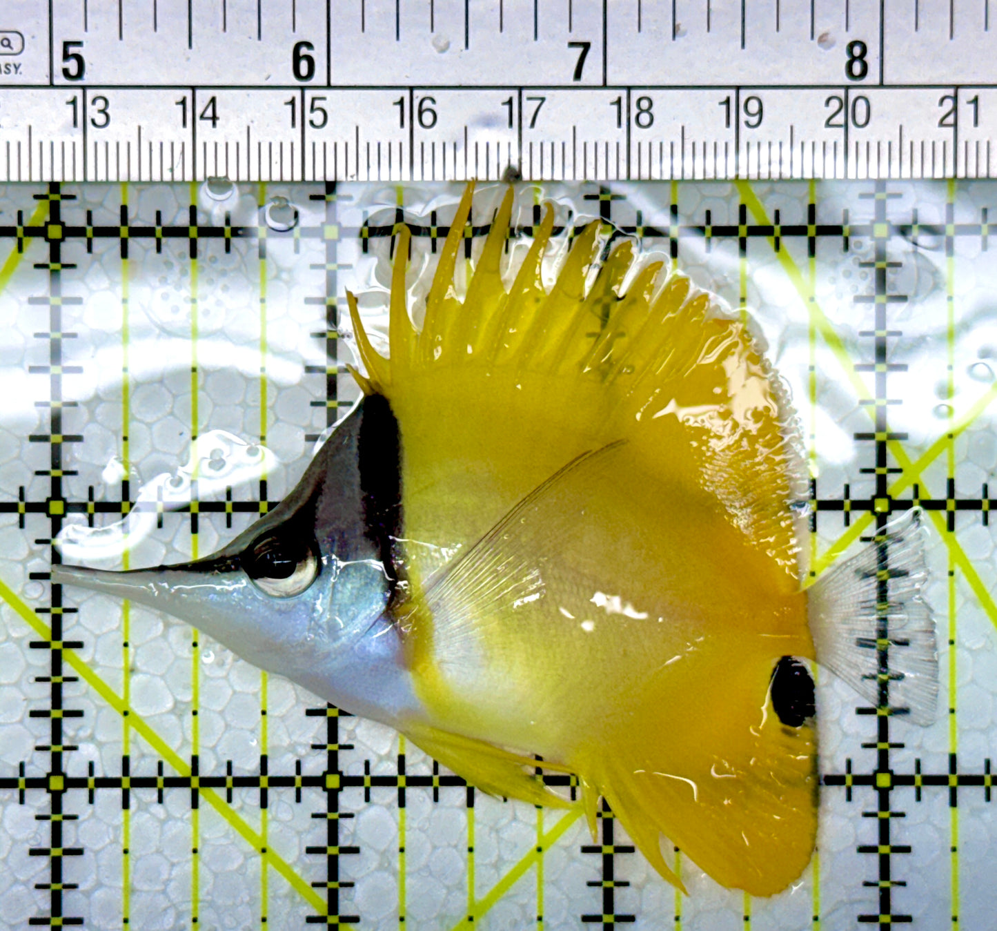 Yellow Longnose Butterflyfish YLB111101 WYSIWYG Size: M 3.25"