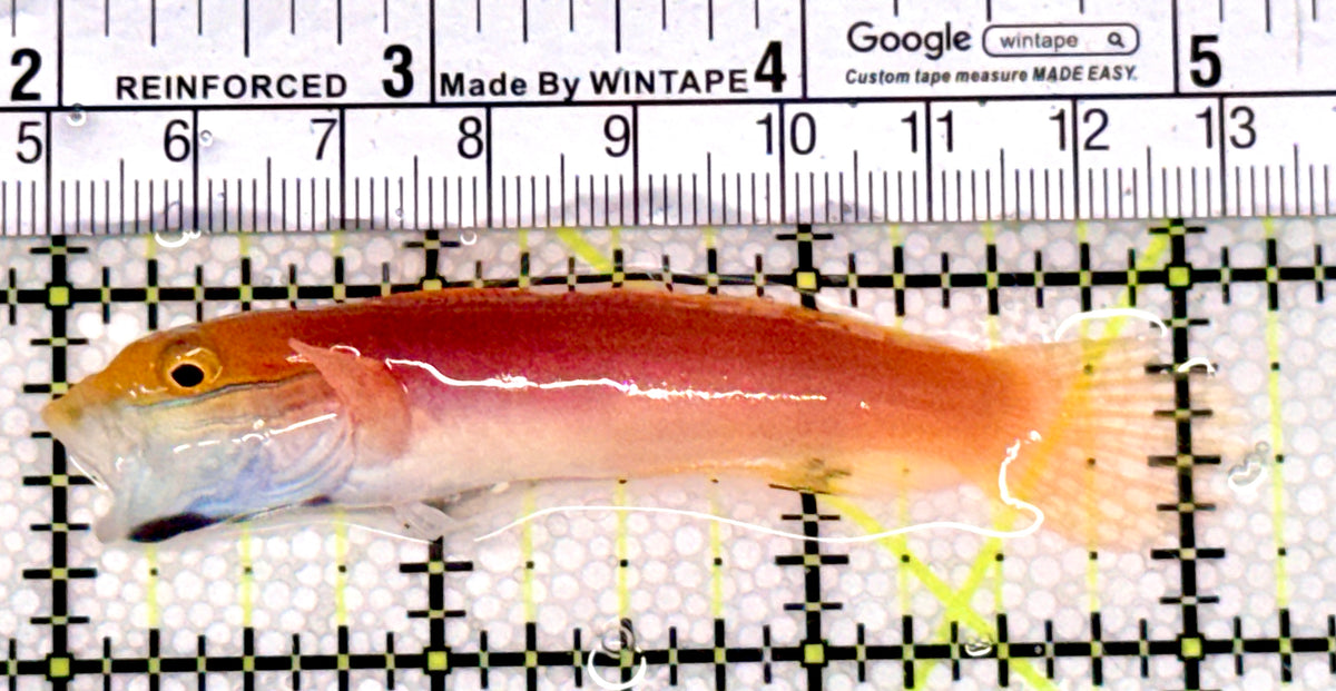 Bella Rose Sand Shifting Goby BRSSG100402 WYSIWYG Size: M 3" approx
