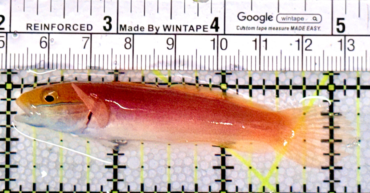 Bella Rose Sand Shifting Goby BRSSG100403 WYSIWYG Size: L 3.25" approx