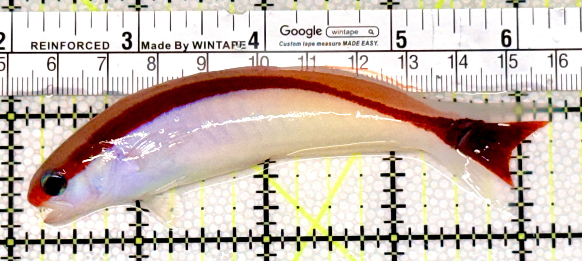 Marcosi Skunk Tilefish MST100401 WYSIWYG Size: XL 4.25" approx