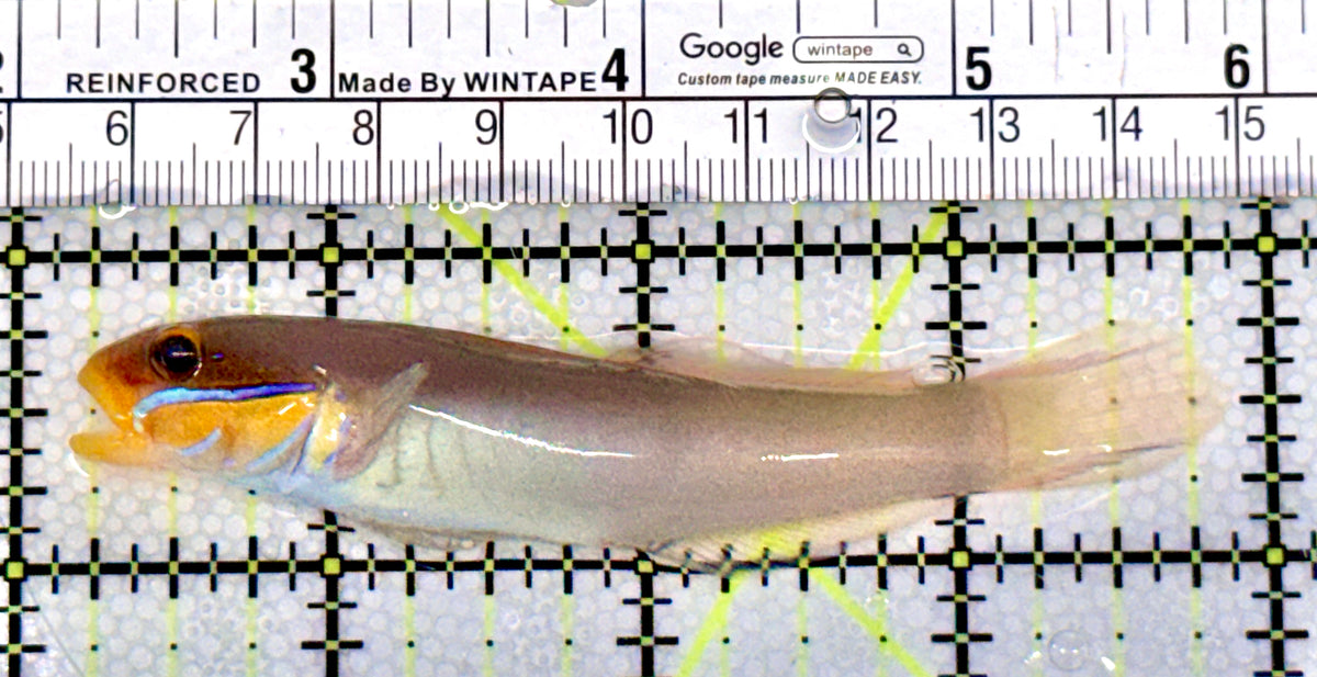 Golden Head Sleeper Goby GHSG100401 WYSIWYG Size: L 3.75" approx
