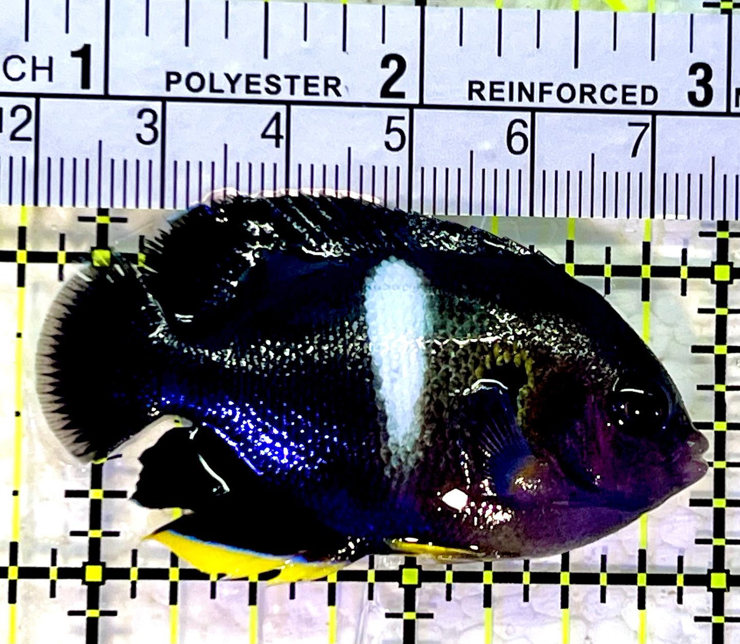 Keyhole Angelfish KA120801 WYSIWYG Size: M 2.25"