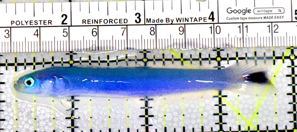 Blue Gudgeon Dartfish Goby BGDG100402 WYSIWYG Size: XXL 3.5" approx