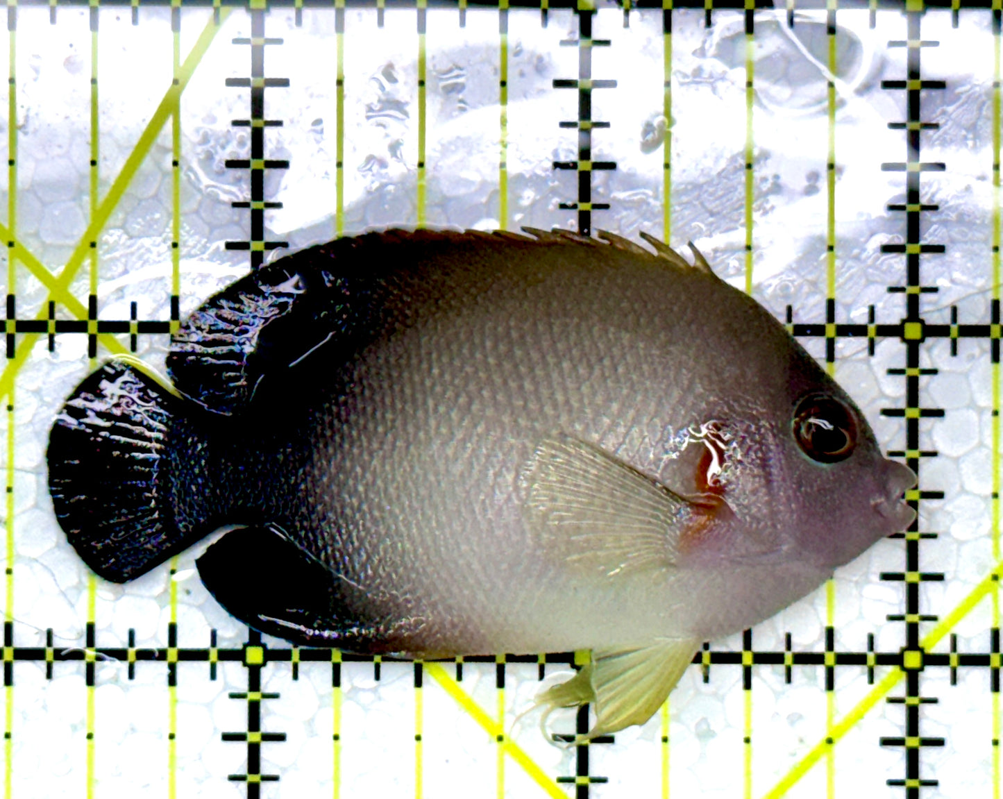 Half Black Vroliki Angelfish HBVA111001 WYSIWYG Size: M 2.5"