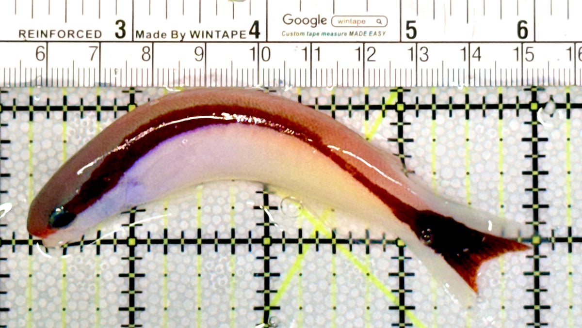 Marcosi Skunk Tilefish MST100402 WYSIWYG Size: L 4" approx