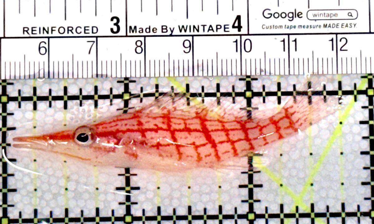 Longnose Hawkfish LH100401 WYSIWYG Size: L 2.75" approx