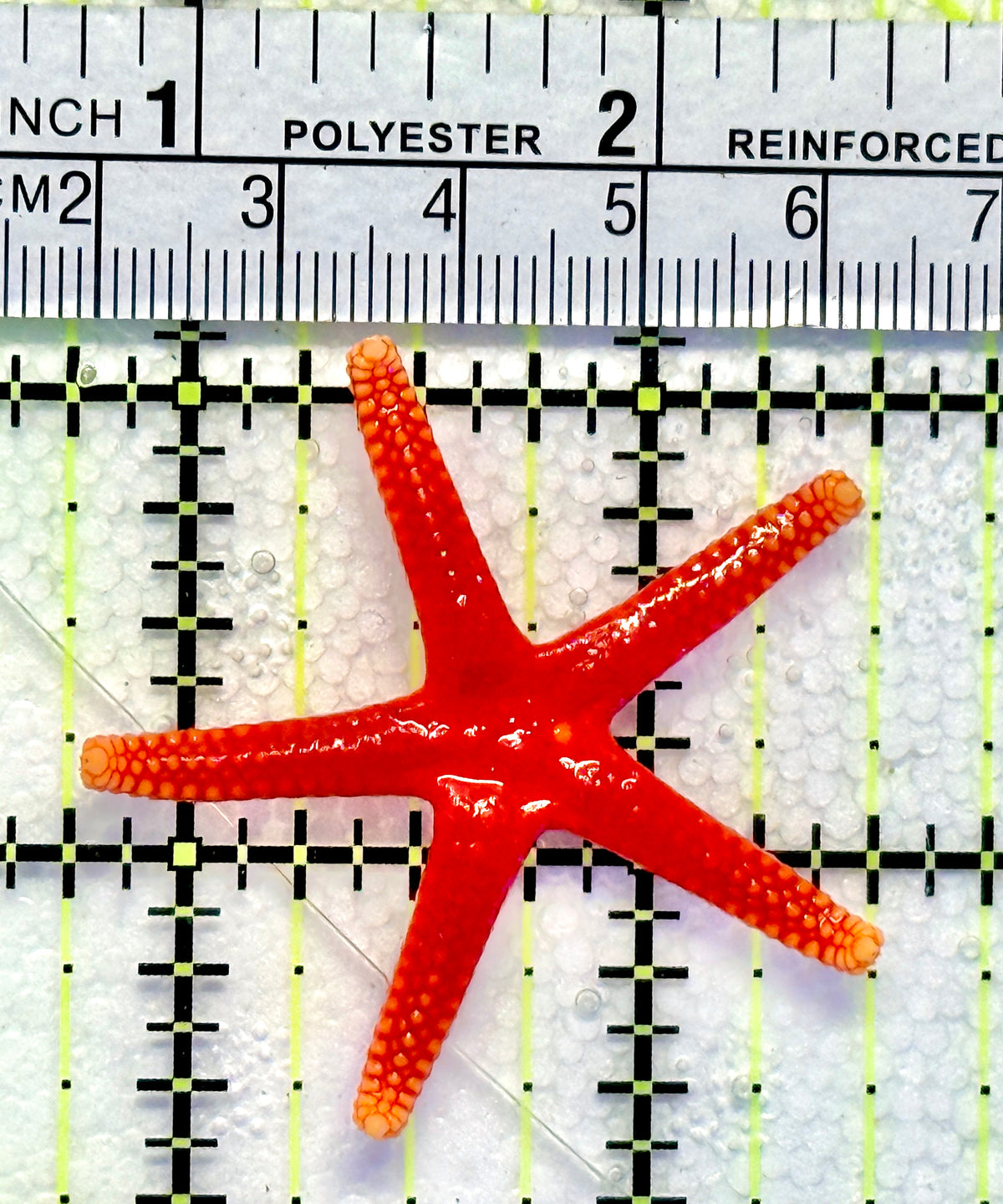 Orange Fromia Starfish OFS100401 WYSIWYG Size: 1.75" approx