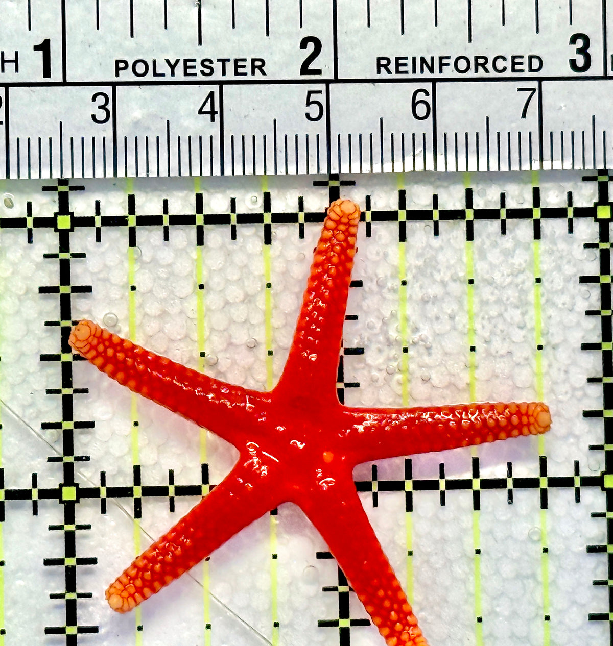 Orange Fromia Starfish OFS100402 WYSIWYG Size: 1.75" approx