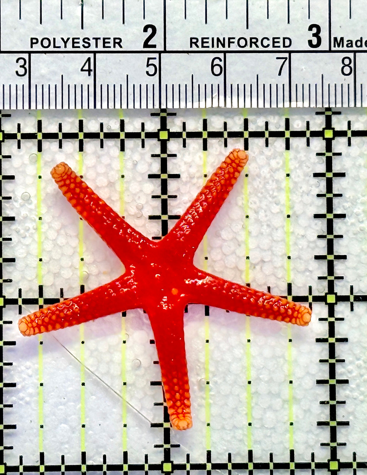 Orange Fromia Starfish OFS100403 WYSIWYG Size: 2" approx