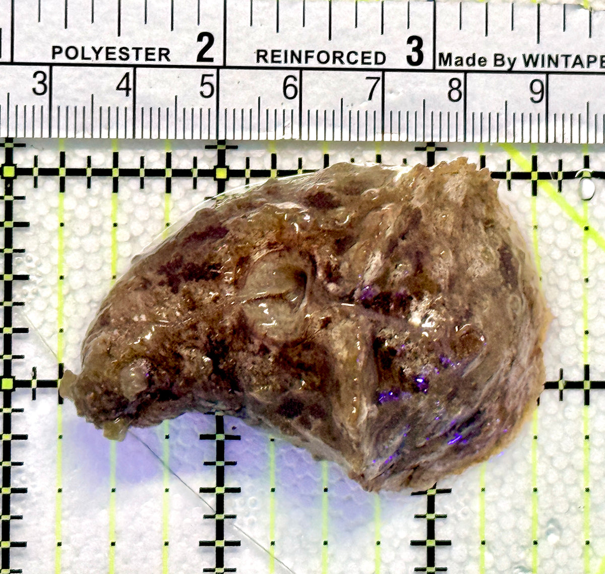Sea Hare SH100701 WYSIWYG Size : M 2.25" approx