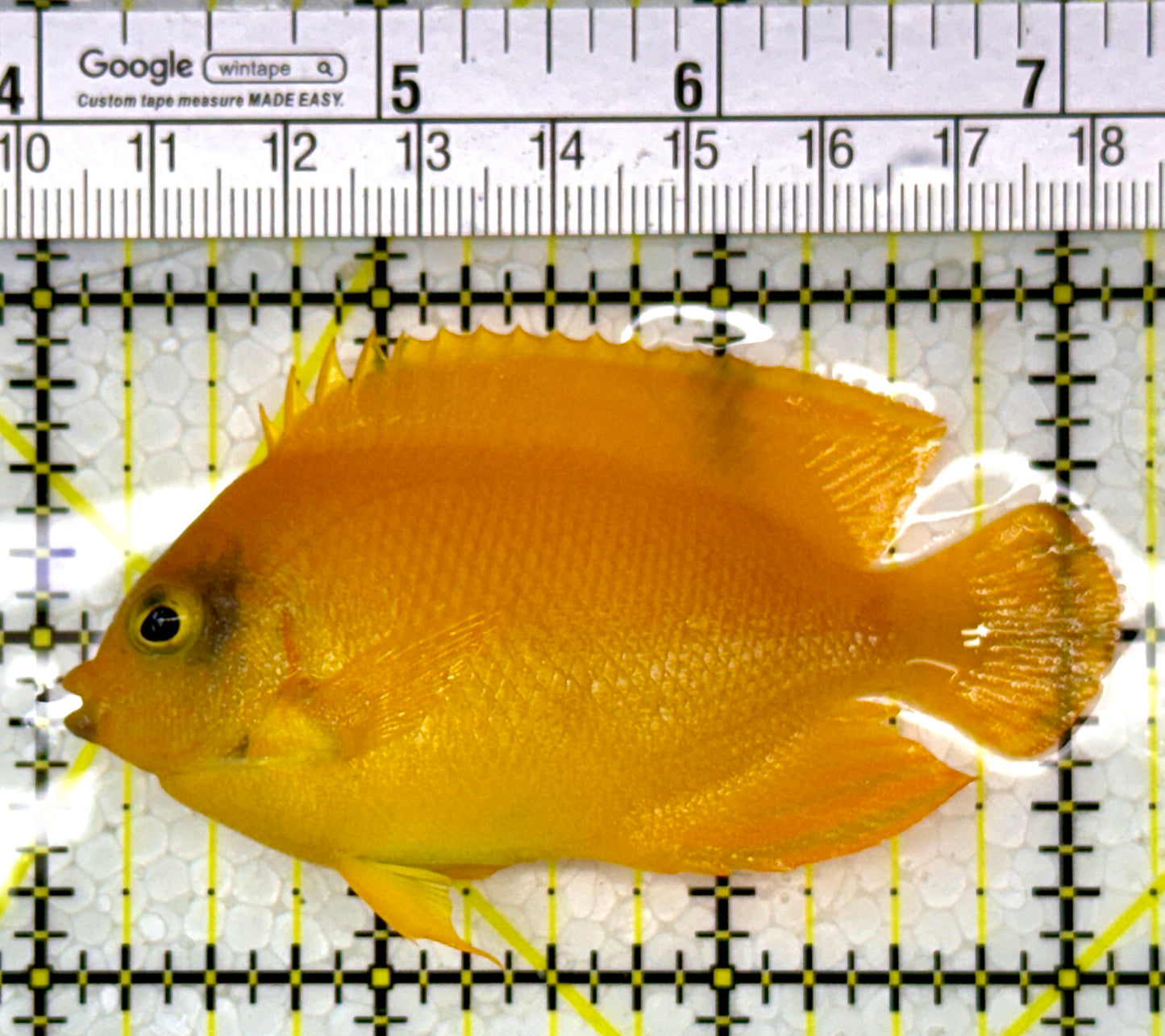 Herald's Angelfish HA111001 WYSIWYG Size: L 3.25"
