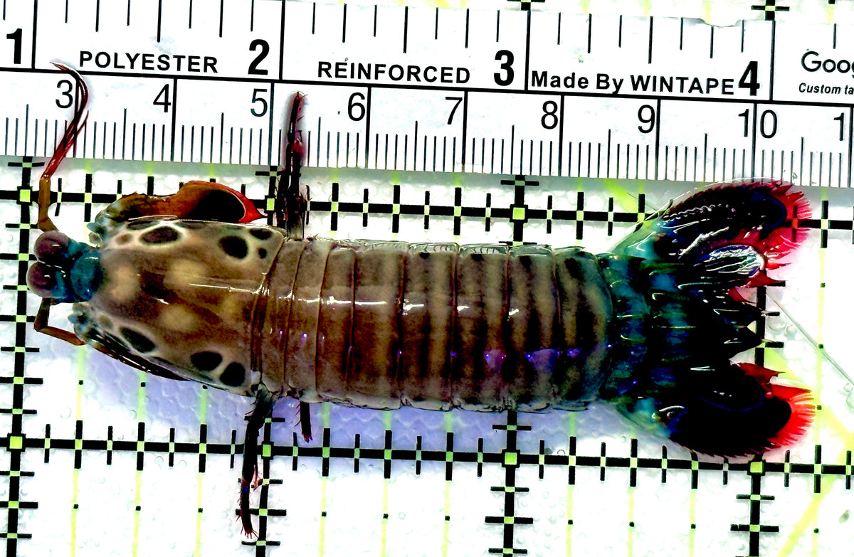 Mantis Shrimp MS100701 WYSIWYG Size : L 3.25" approx