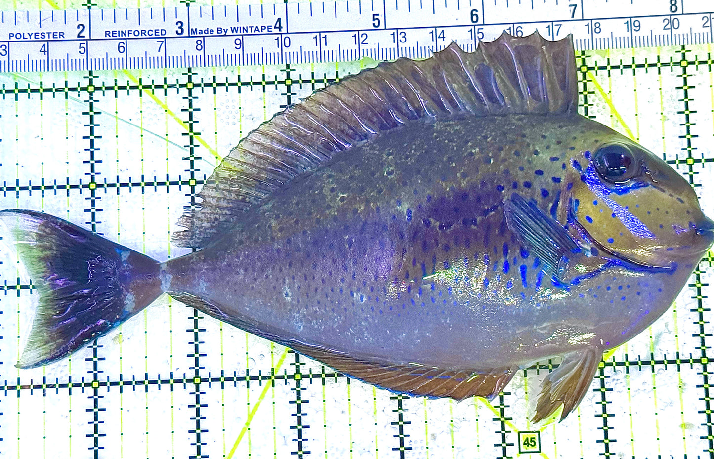 Vlamingi Unicorn Tang VUT020601 WYSIWYG Size: XL 7" approx