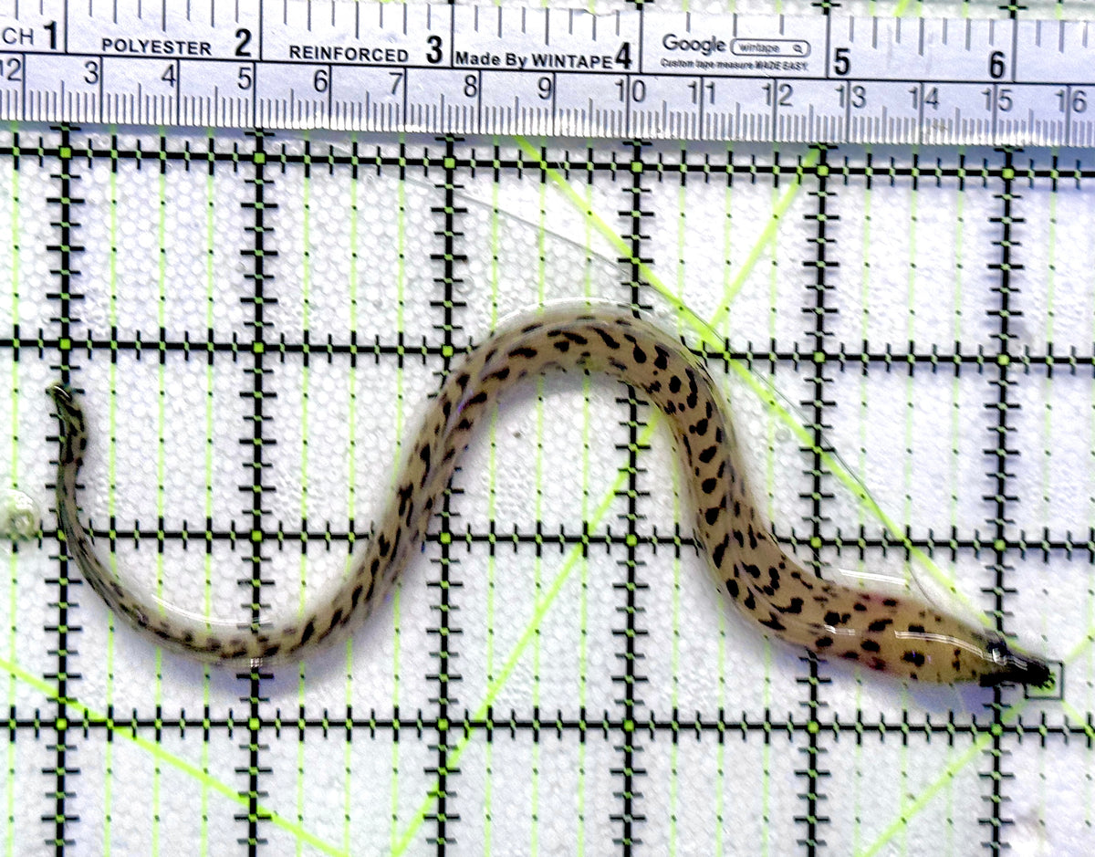 Fimbriated yellow Head White Moray Eel FYHWME100701 WYSIWYG Size: S 8" approx