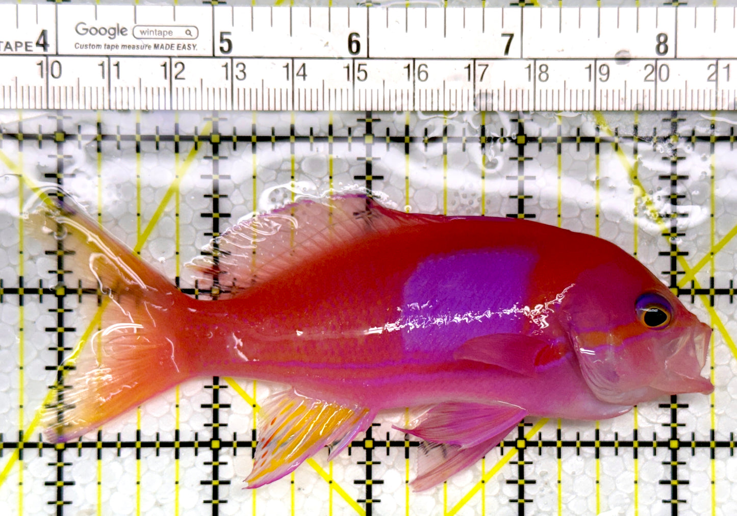 Squareback Anthias (Male) SAM111001 WYSIWYG Size: L 4.5"