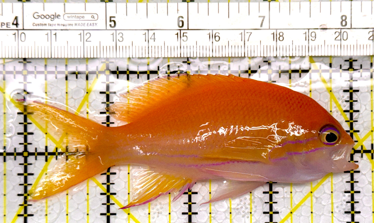Squareback Anthias (Female) SAF111001 WYSIWYG Size: L 4"