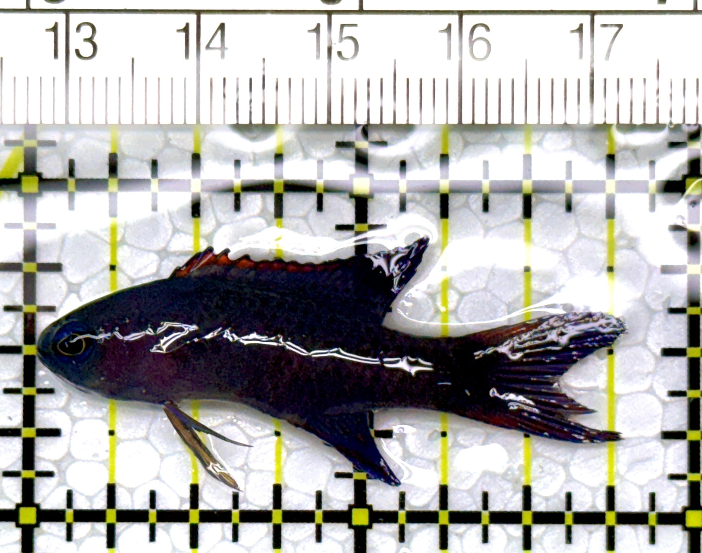 Randall's Blue Assessor Basslet RBAB111001 WYSIWYG Size: 1.75"