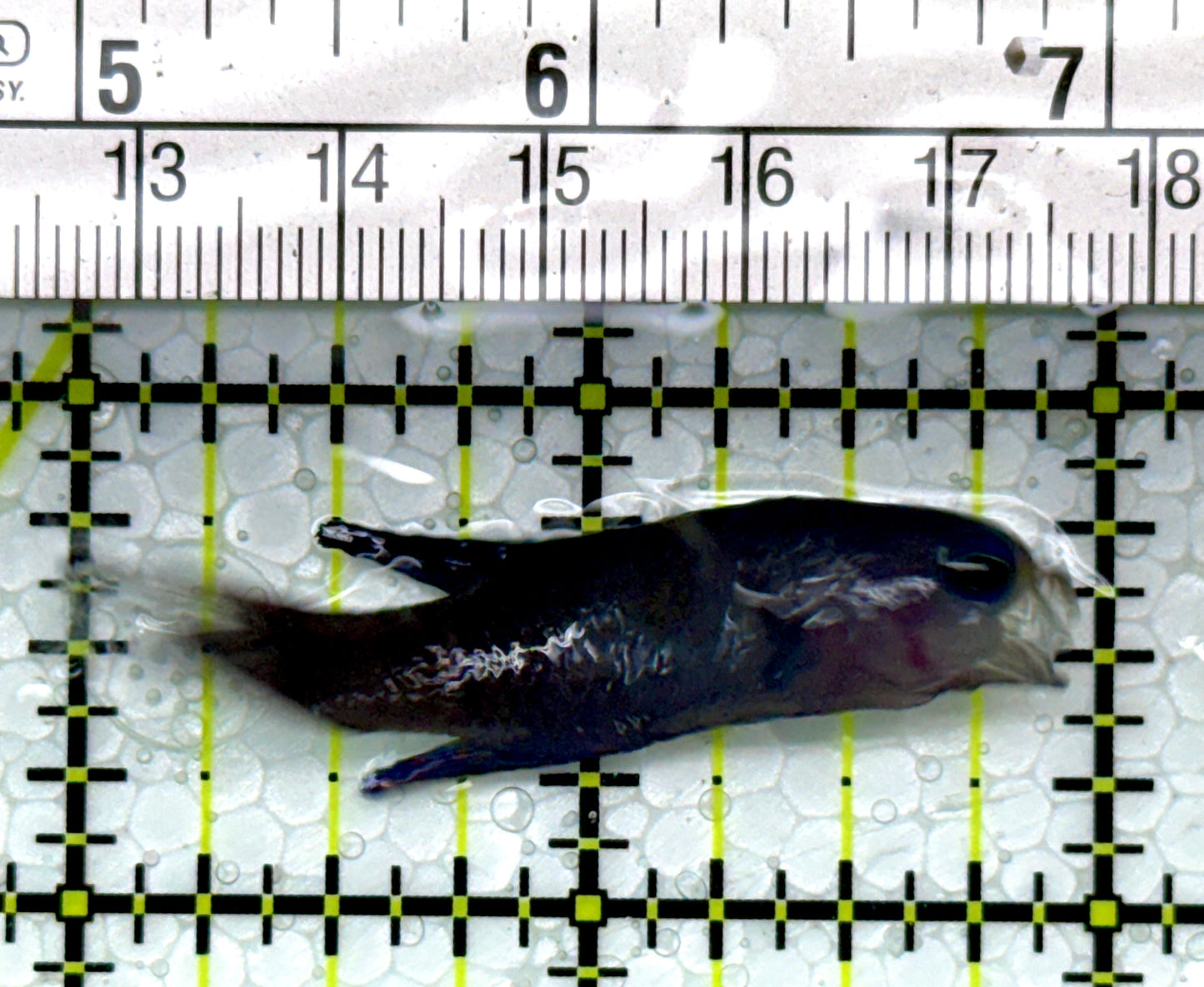 Randall's Blue Assessor Basslet RBAB111003 WYSIWYG Size: 2"