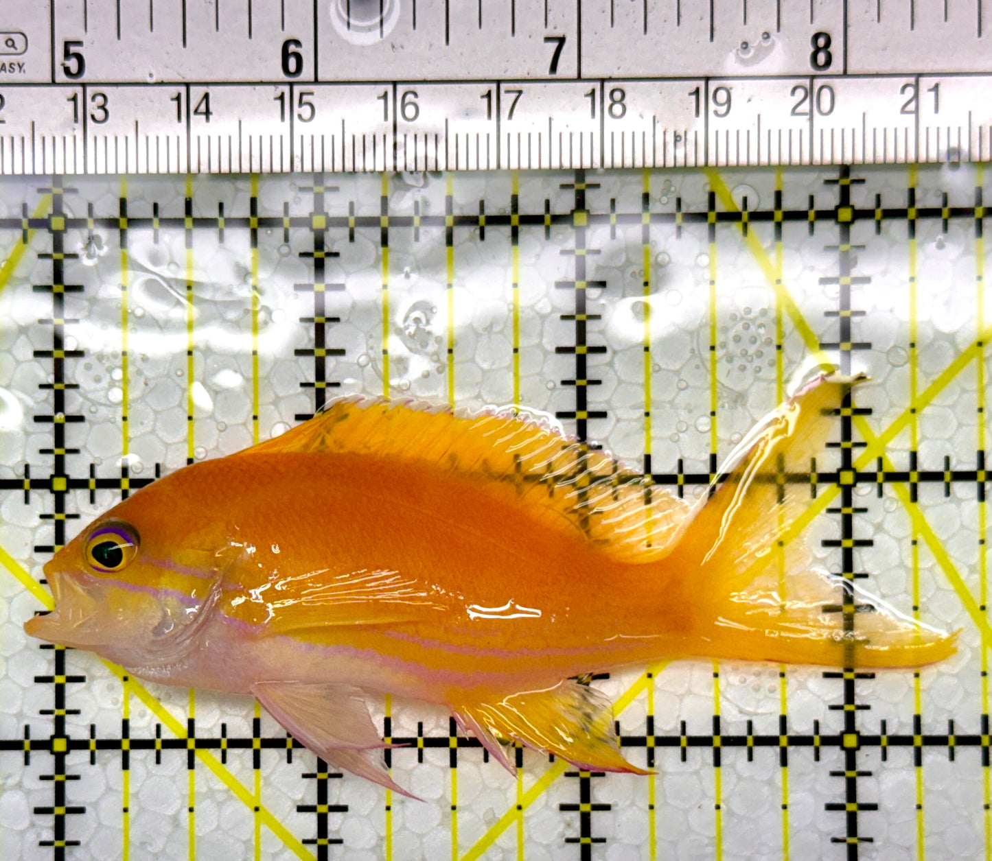 Squareback Anthias (Female) SAF111004 WYSIWYG Size: L 3.5"