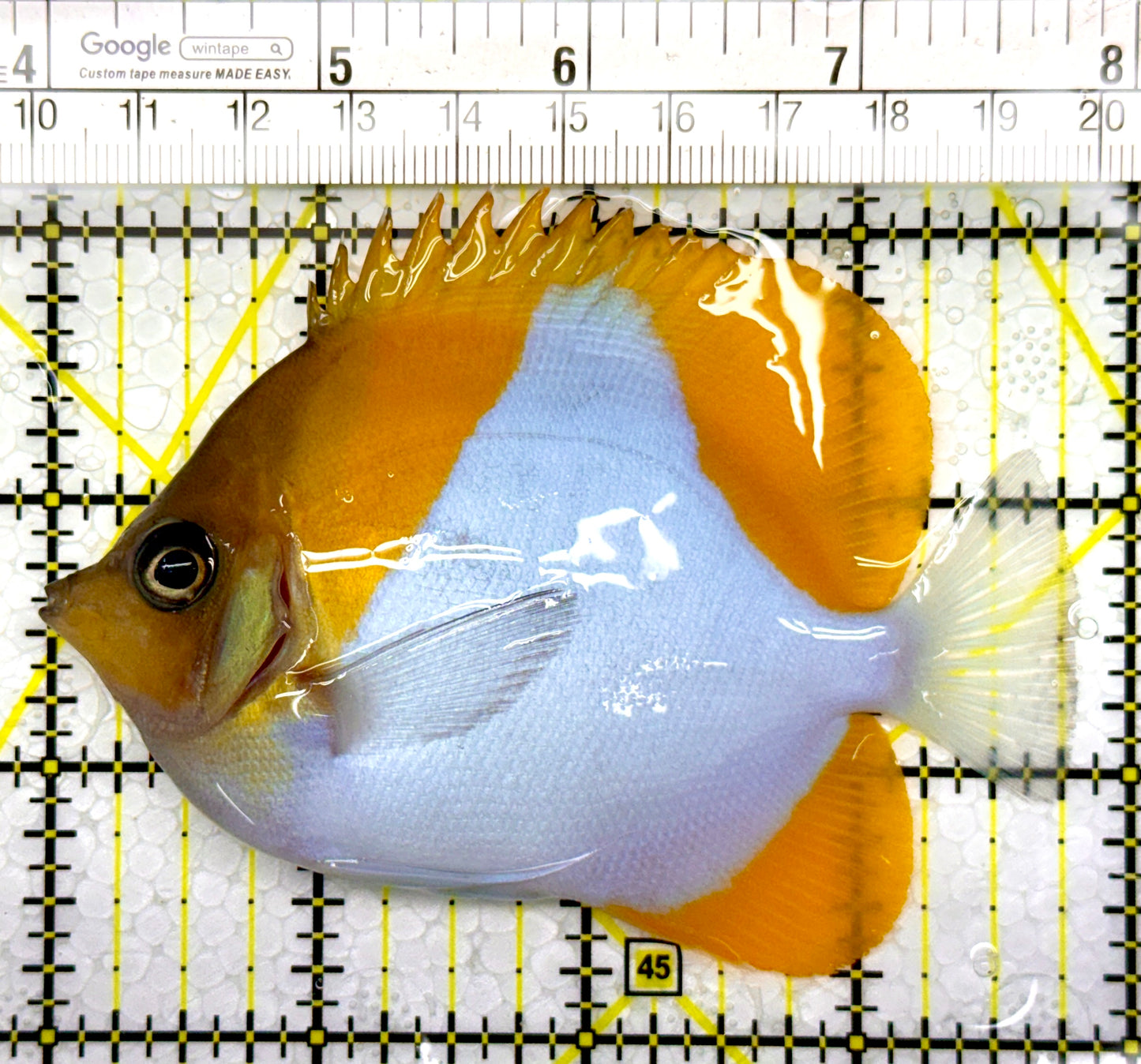 Pyramid Diamond Butterflyfish PDB111101 WYSIWYG Size: M 3.75"