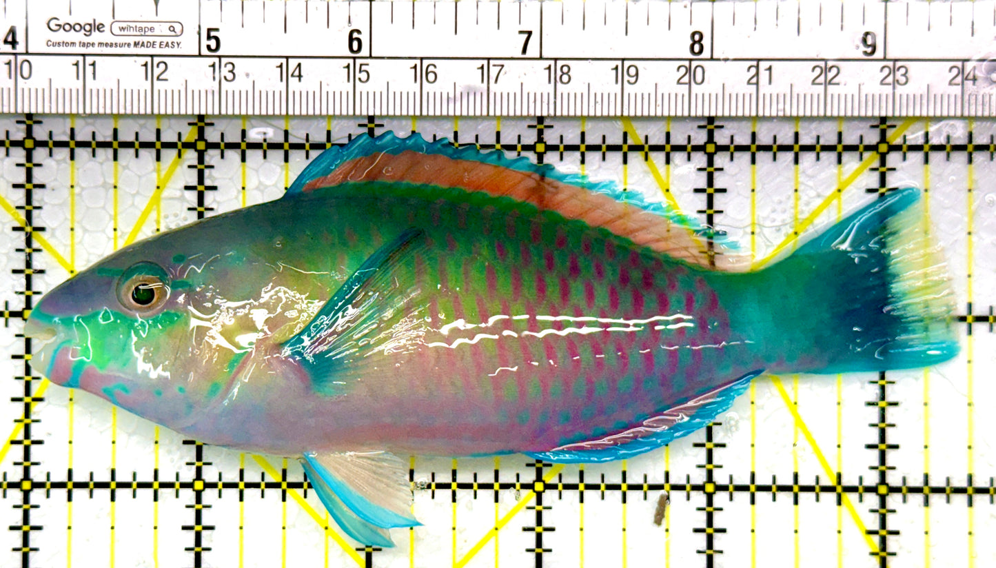 Princess Parrotfish PP111101 WYSIWYG Size: XL 5.5"