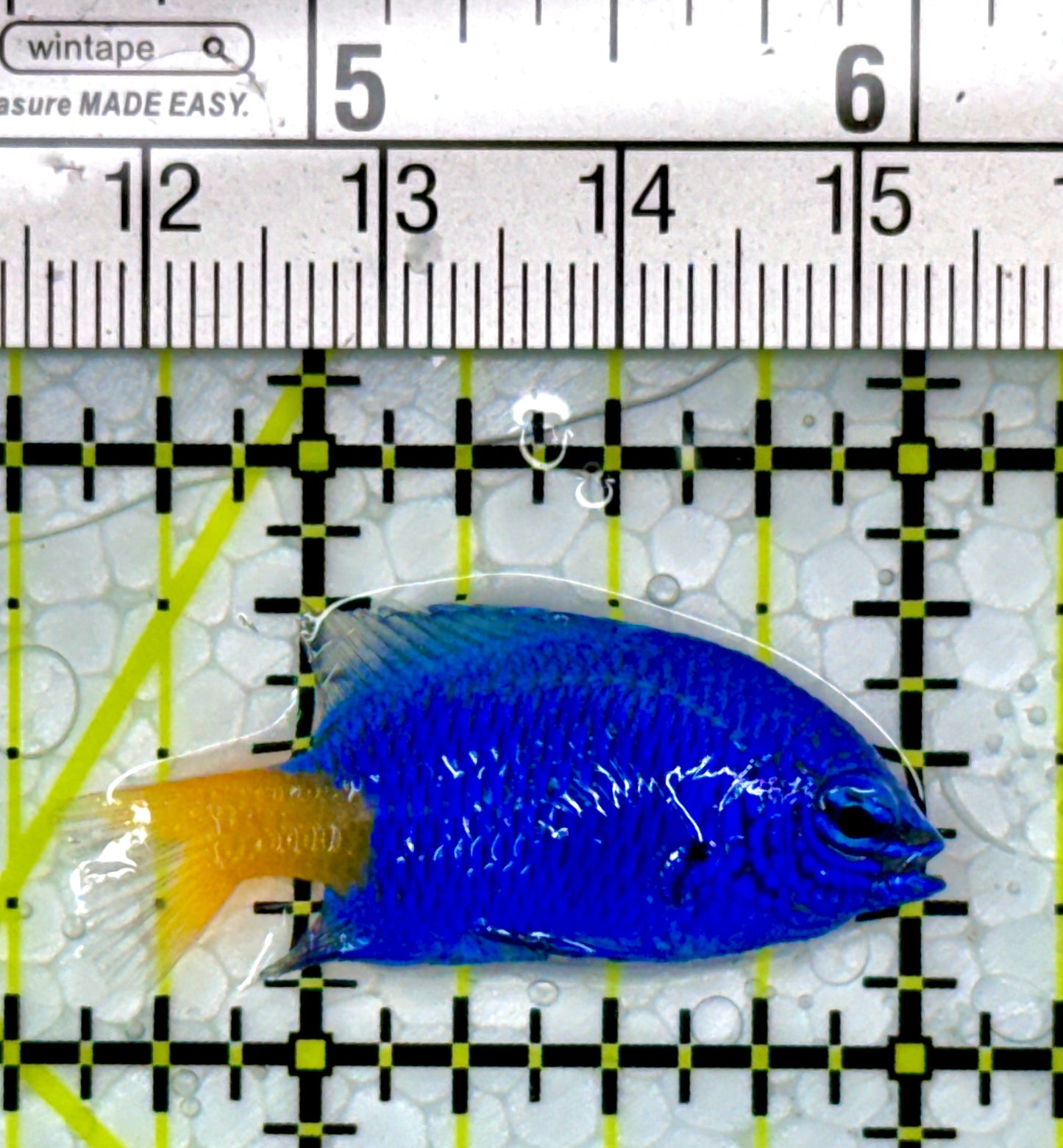 Yellowtail Damselfish YD111101 WYSIWYG Size: 1.5"