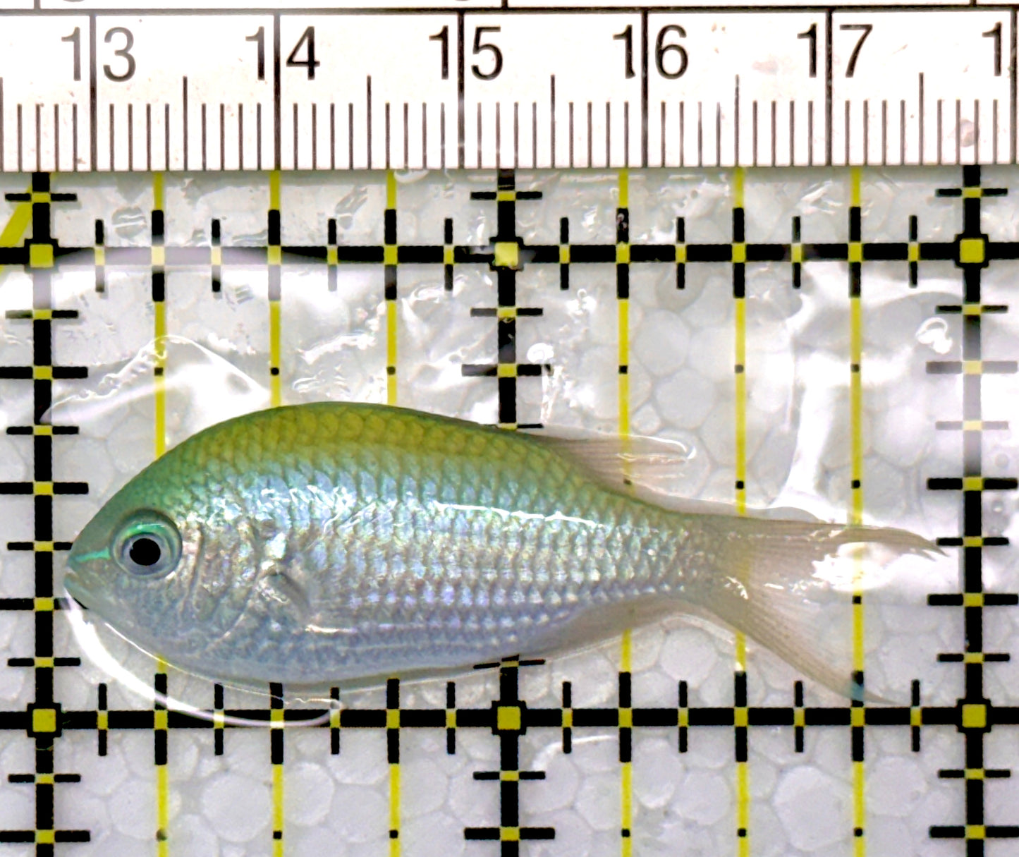 Green Chromis Fish GC111103 WYSIWYG Size: S 2"