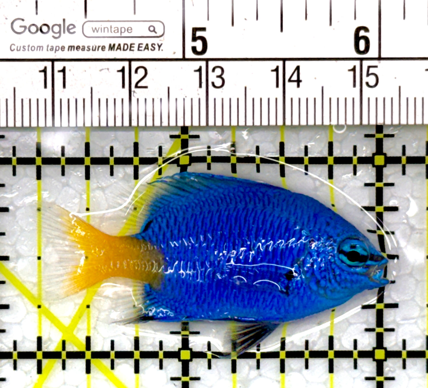 Yellowtail Damselfish YD111102 WYSIWYG Size: 1.75"