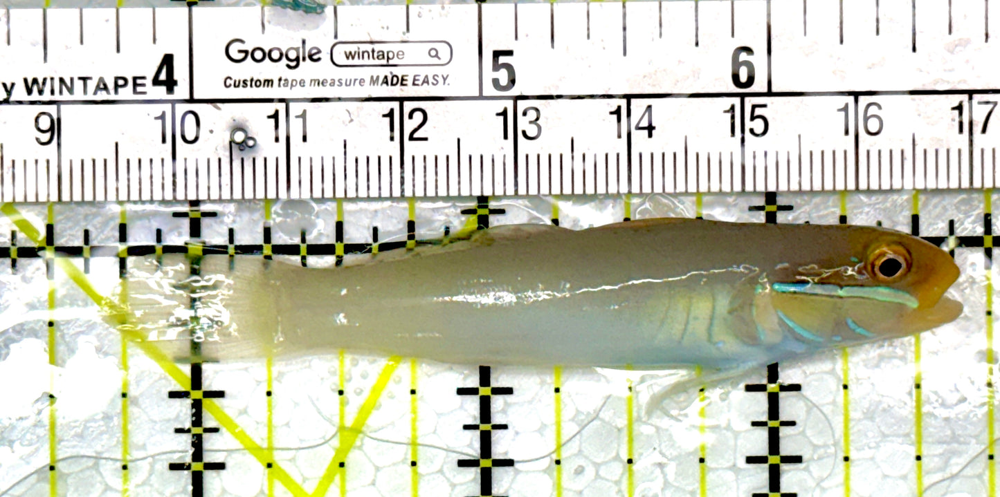 Golden Head Sleeper Goby GHSG111103 WYSIWYG Size: S 3"