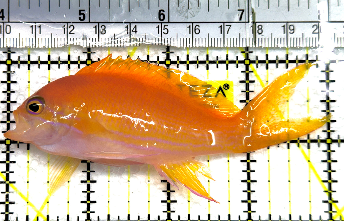 Squareback Anthias (Female) SA100602 WYSIWYG Size: XL 4.5" approx