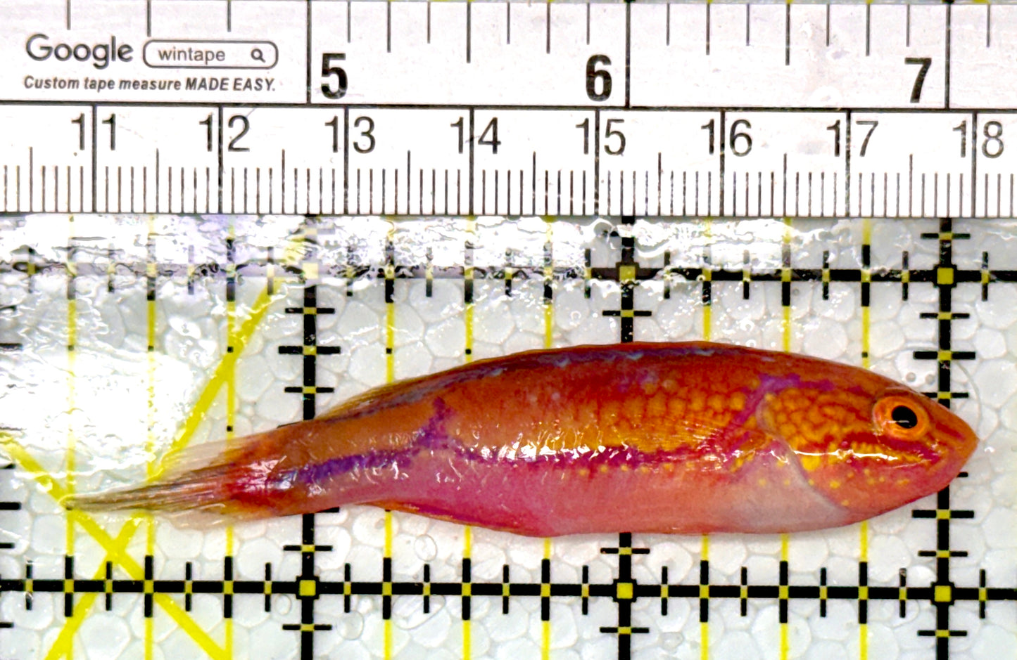 Pintail Fairy Wrasse PFW111102 WYSIWYG Size: XL 3"