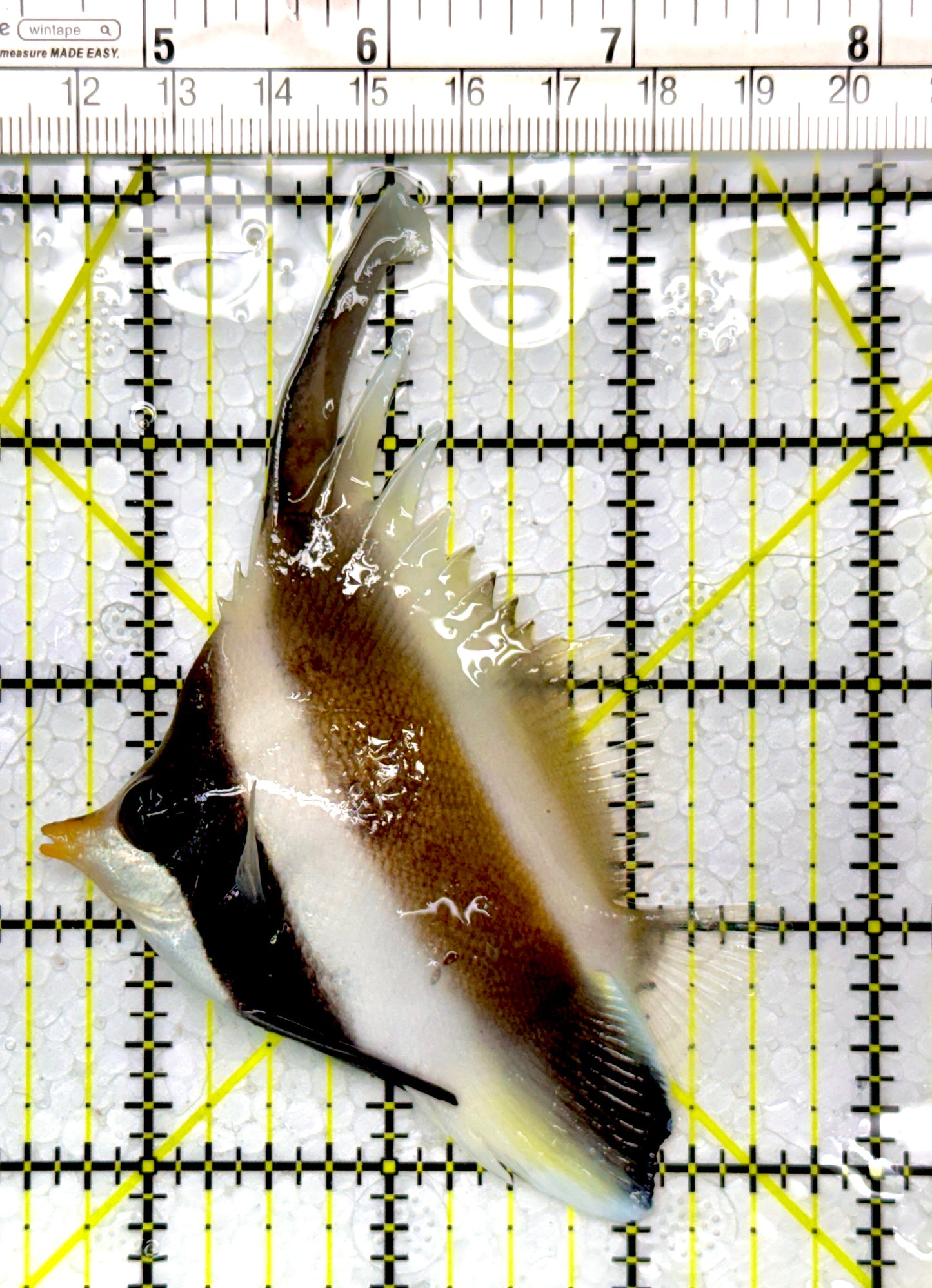 Threeband Pennant Butterflyfish TPB111101 WYSIWYG Size M: 3"