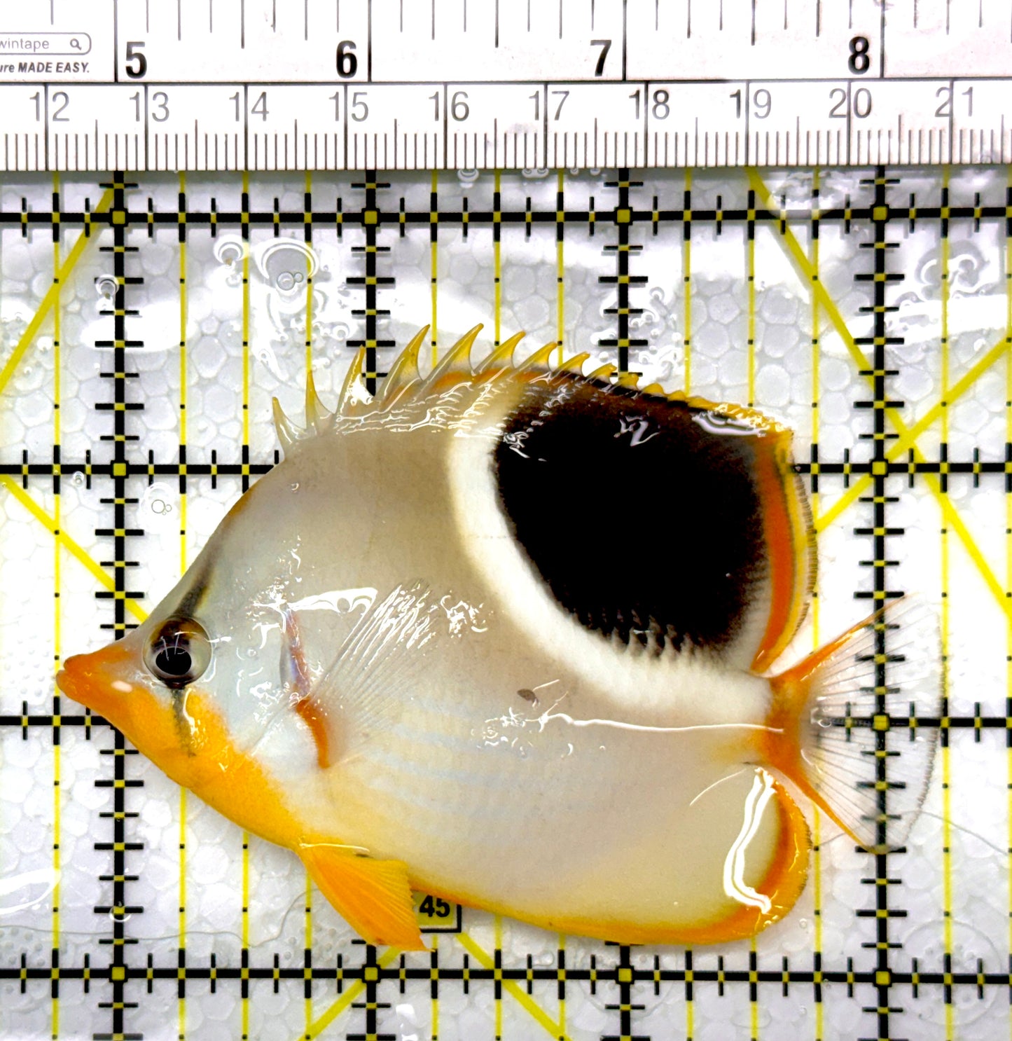 Saddleback Butterflyfish SB111101 WYSIWYG Size: L 3.5"